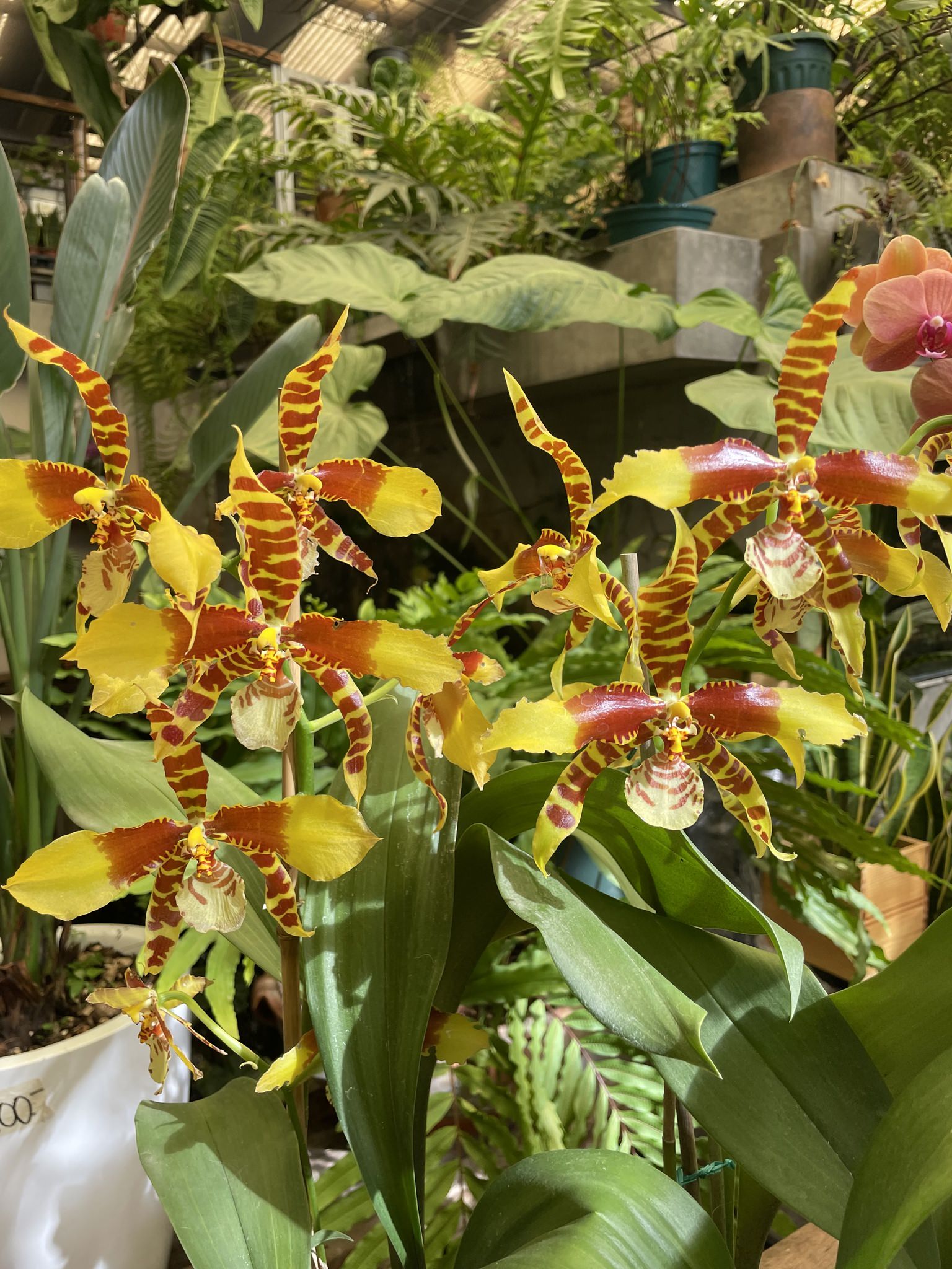 Rossioglossum williamsianum